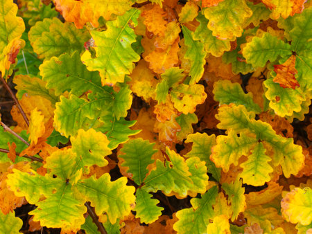 Closeup of colorful oak leaves background in autumn forestの写真素材