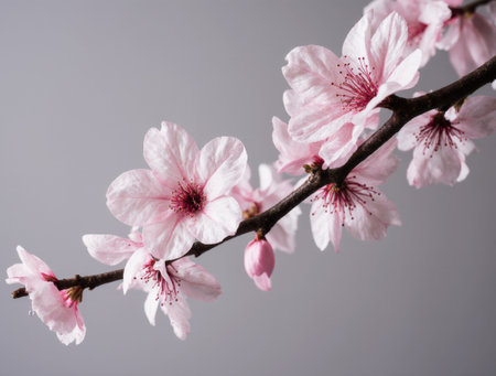 Cherry blossom branch ornament with delicate pink petalsの素材