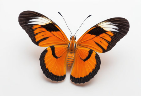 Banded Orange butterfly with open wings, top view on white background, macro photographyの素材