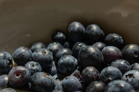 Blueberries in the sunの写真素材