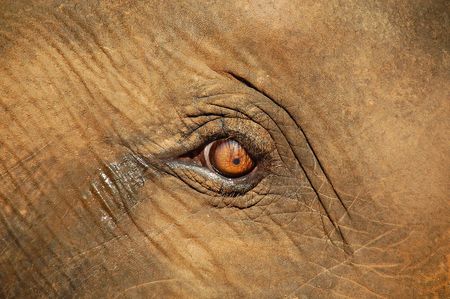 This is the eye of the baby elephant who was separated from his mother to make sure the tourists could feed him and take photos. For money, of course. The photo was taken in the elephant orphanage in Sri Lanka.の写真素材