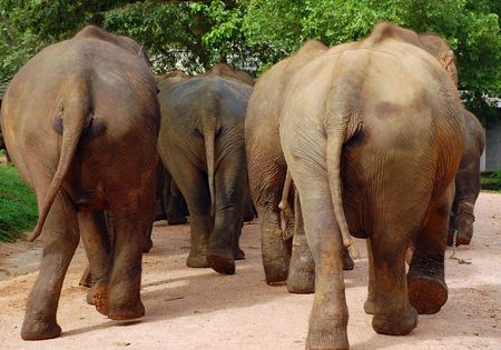 The elephants in Pinnewela elephant orphanage in Sri Lanka are moving to the river. の写真素材