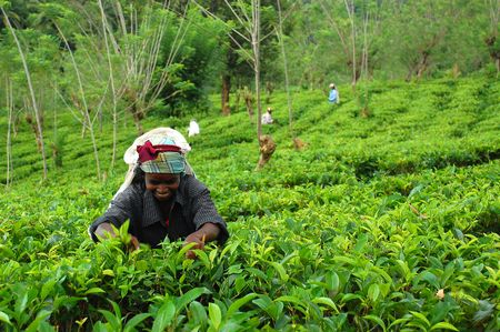 Tea picker at the tea plantation in Sri Lanka near the town of Kandy. Taken in December, 2008.のeditorial素材