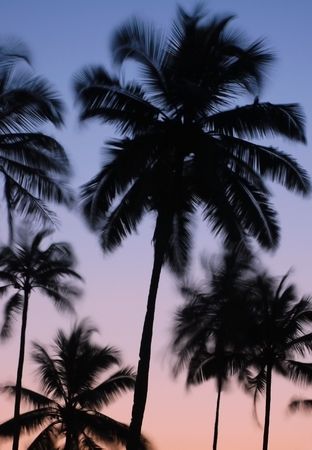 Silhouettes of vibrating palm trees at dawn in the indian state of Goa の写真素材