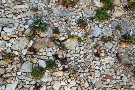 Background of  flowers growing from the ancient rock wall in the Venetian Fortezza (fortress) in the town of Rethymnon (Rethymno) on island Crete in Greece.の写真素材