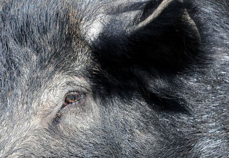 Closeup image of the muzzle of a huge wild boarの写真素材