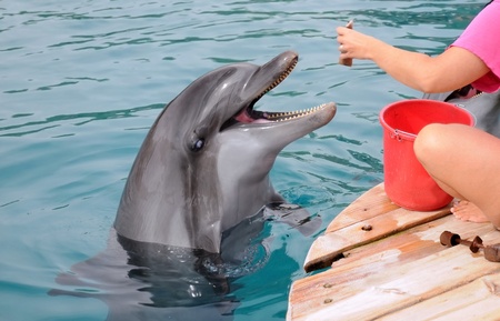 A dolphin is waiting for the trainer to throw fishの写真素材