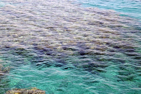 View of coral reef in crystal clear shivering water of the Red sea in Israelの写真素材