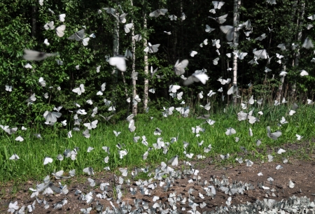Myriad of black-veined white butterflies on the fly to land near the puddle to gather water in the countryside in Central Russiaの写真素材