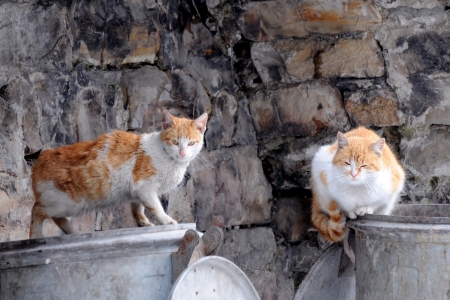 Two stray cats sit on garbage bins in the European cityの写真素材