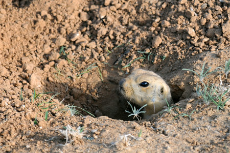 Portrait of a ground squirrel in the hole in Kazakhstan