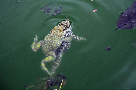 Two frogs in amplexus position in the swampの写真素材