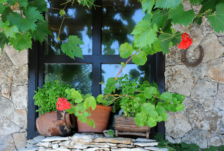 Window decorated with plants in the pots and vine in Bulgaria.の写真素材