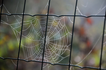 Cobweb on the chain link fence in the garden in the fallの写真素材