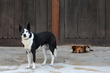 Two dogs and the wooden fence in Bulgariaの写真素材