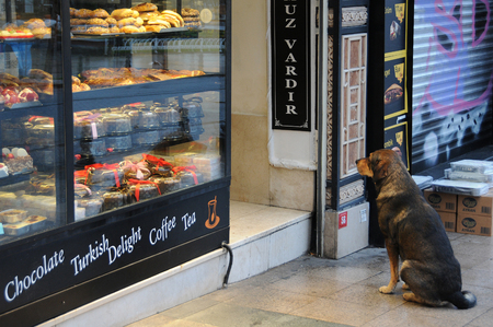 ISTANBUL, TURKEY - JANUARY 13, 2018: Stray dog waits to be fed by the coffee house doorのeditorial素材