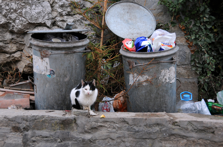 VELIKO TARNOVO, BULGARIA - 3 JANUARY, 2018: Black and white stray cat near trash containersのeditorial素材