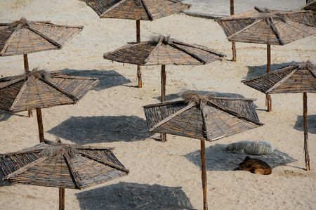 Two doga take a nap under umbrellas on the sandy beachの写真素材