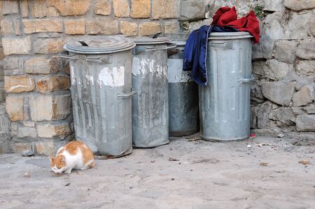 Stray cat near garbage bins in Bulgariaの写真素材