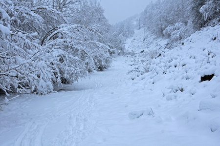 Snow-covered road and snowy twigs and branches in the winterの写真素材