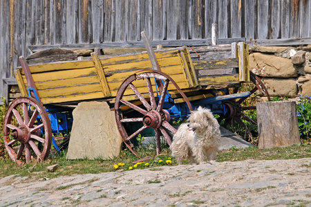 Old vintage cart and little white outbred dog in the street of a Bulgarian villageの写真素材