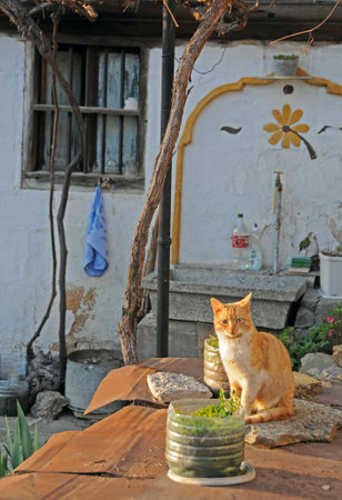 Ginger cat sits in the garden in springの写真素材