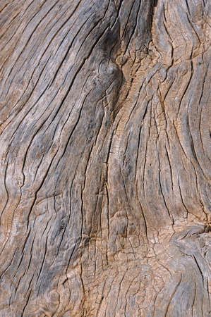 Closeup image of the tree trunkの写真素材