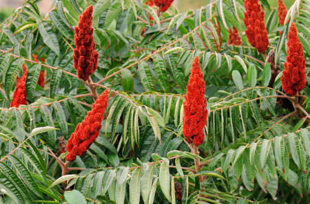 Green leaves and red inflorescences of the seeds of deer sumac (or fluffy sumac, or vinegar tree). Latin name is Rhus typhinaの写真素材