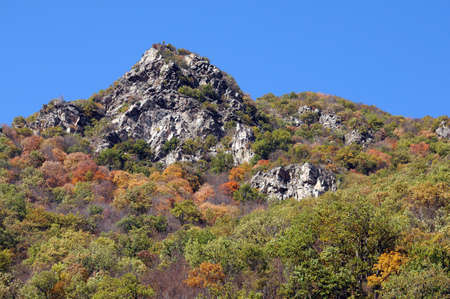 Trees, bushes and shrubs on the hill with a rock in the fallの写真素材