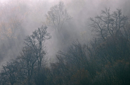 Fuzzy blurred foggy view of trees, bushes and shrubs on the hill in dense fog in the fall