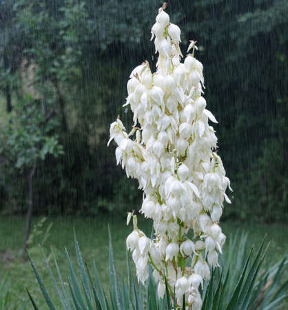 Flowering yucca in the rain in the garden on a summer dayの写真素材