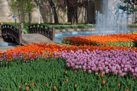 Wooden bridge and variety of tulips in Gulhane park in Istanbul, Turkeyの写真素材