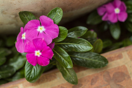 pink flowerの写真素材