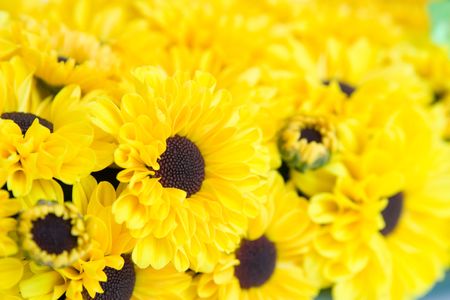 Macro view of yellow chrysanthemums の写真素材