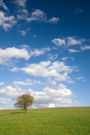 Lonely tree on empty meadow and white clouds on blue skyの写真素材