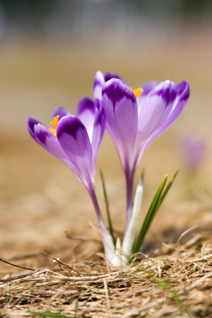 Two crocuses in Tatra Mountains