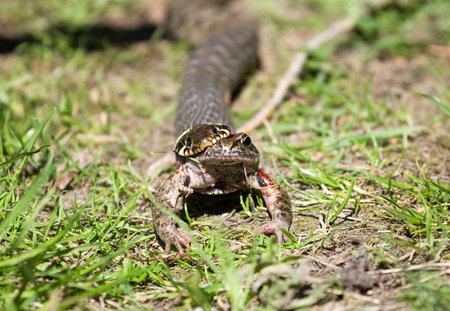 Snake is eating a frogの写真素材