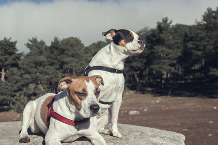 Young dogs climbed on a rock during a walk in the woodsの写真素材