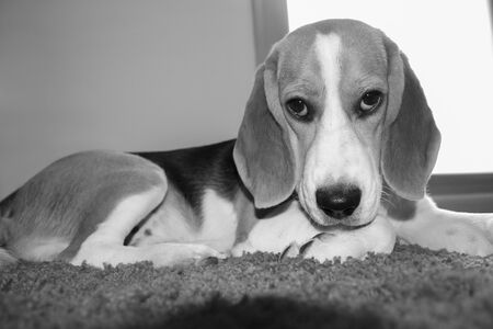 Black and white portrait of a Beagle while resting at homeの写真素材