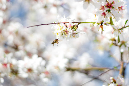Macro photography of a bee collecting pollen on the flower of an almond tree during spring,...