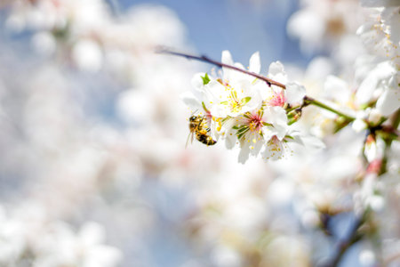 Macro photography of a bee collecting pollen on the flower of an almond tree during spring,...