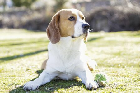Young tricolor beagle, lying on the grass and watching intently next to his ball after playingの写真素材
