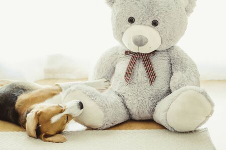 Young tricolor dog of Beagle breed, lying relaxed next to a teddy bearの写真素材
