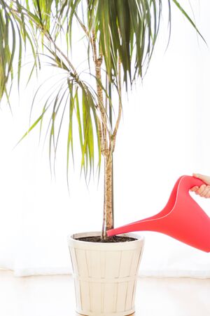 Caucasian woman's hand, holding a red watering can, on a plant pot in front of a large window, selective focusの写真素材