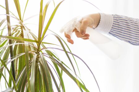 Caucasian young woman's hand, holding a spray bottle with water, while watering a plant in front of a large light window, concepts, selective focusの写真素材