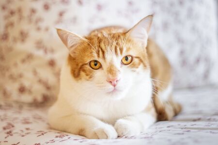 Young yellow cat, watching intently, while resting on the bed. Close up, selective focusの写真素材