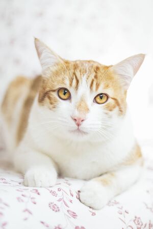 Young yellow cat, resting on a bed, looking serious, in a cozy and bright area of ? ?? ? ?? home. Close up, selective focusの写真素材