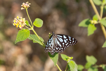 Big butterfly on a flowerの写真素材