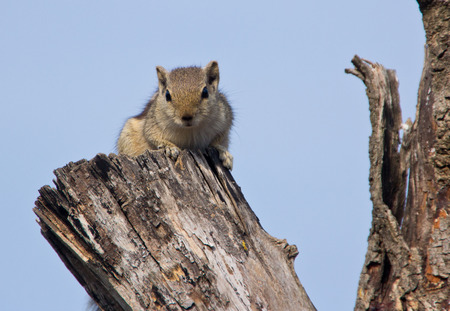 Indian palm squirrel on a dead treeの写真素材