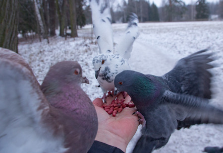 Pigeons peck nuts sitting on a hand.St Petersburg.Russia.の写真素材